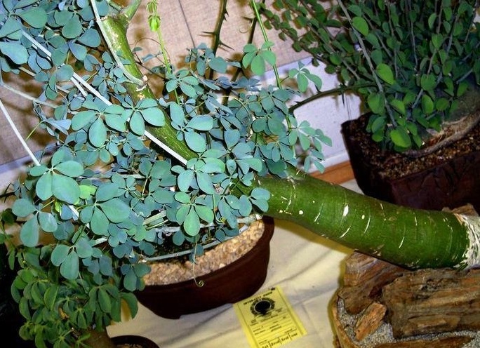 Adenia Species, Baboon Poison, Greenstem, Green-Stem