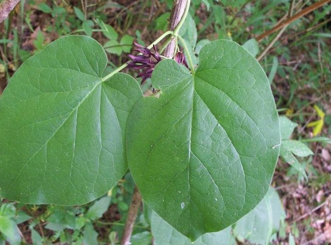 Matelea Species, Angle-pod, Oldfield Milkvine
