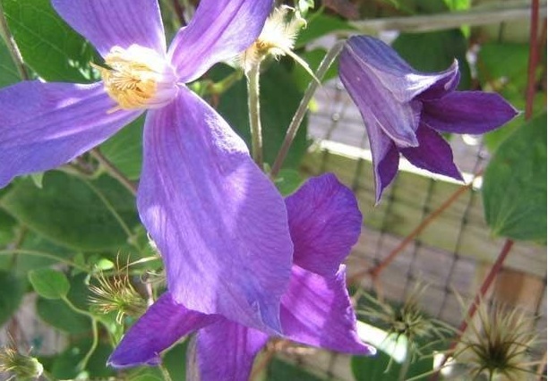 Clematis Species, Durands Clematis