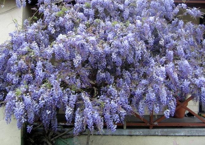 Wisteria, Purple Chinese Wisteria Cookes Purple