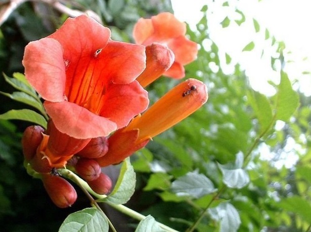 Campsis, Crimson Trumpet Vine, Red Trumpet Vine Flamenco