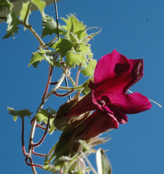 Lophospermum, Creeping Gloxinia, Mexican Twist Victoria Falls