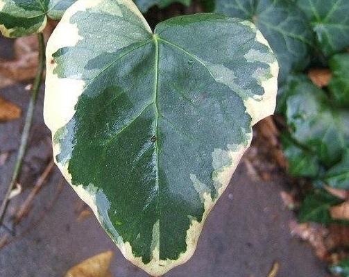Bullocks Heart Ivy, Persian Ivy Dentata Variegata