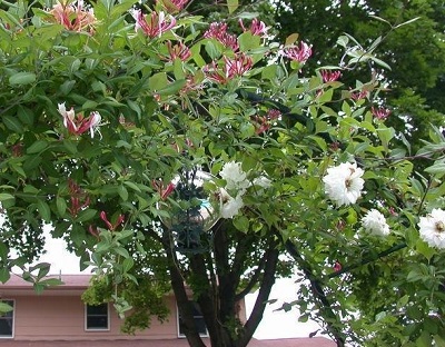 Lonicera, Honeysuckle, Late Dutch Honeysuckle, Woodbine Serotina
