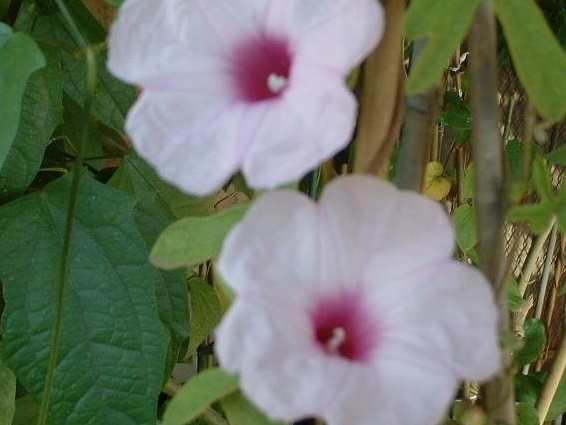 Ipomoea Species, Morning Glory