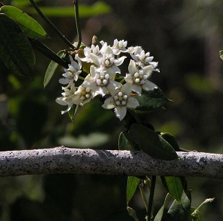 Funastrum Species, White Twinevine