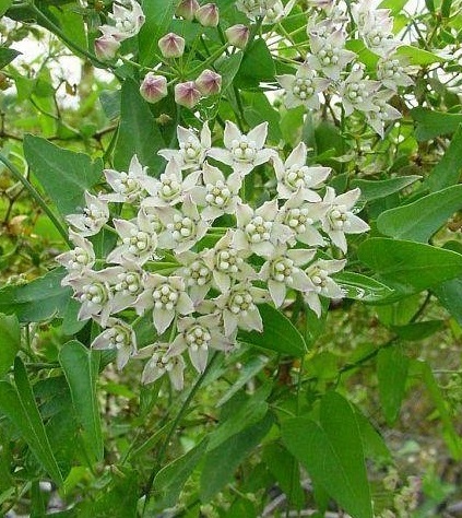 Funastrum Species, Climbing Milkweed Vine, Fringed Twinevine, Twine-Vine