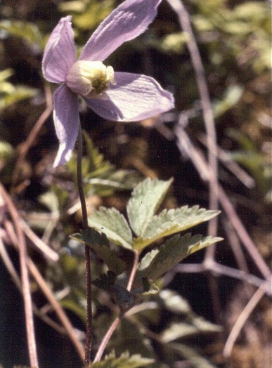Clematis Species, Alpine Clematis, Atragene Clematis