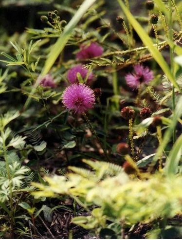 Mimosa Species, Cats Claw, Fourvalve Mimosa, Sensitive Briar