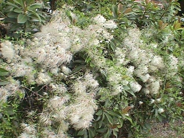 Clematis Species, Drummonds Clematis, Virgin Bower Vine
