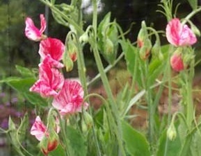 Lathyrus, Sweet Pea America