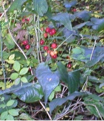 Black Bryony