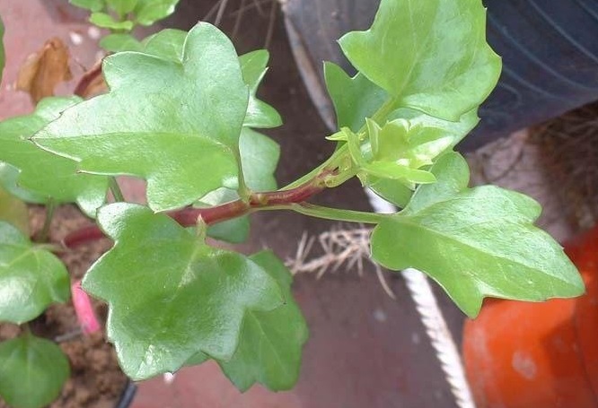 Senecio Species, Canary Creeper