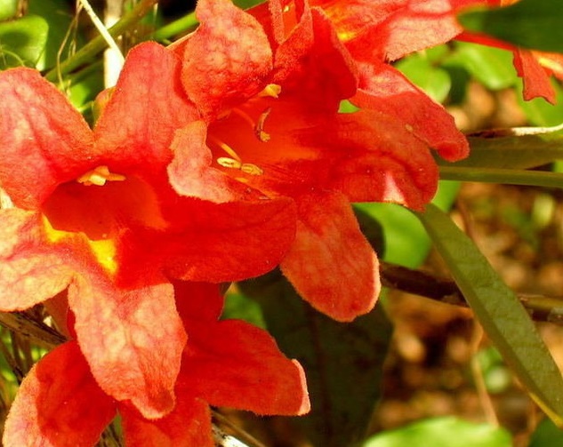 Bignonia, Cross Vine, Crossvine, Trumpet Flower Jekyll