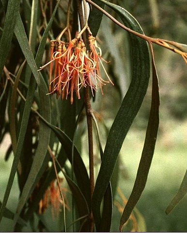 Amyema Species, Drooping Mistletoe