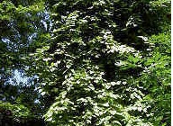 Actinidia Species, Cat Powder, Kiwi Fruit, Silver Vine