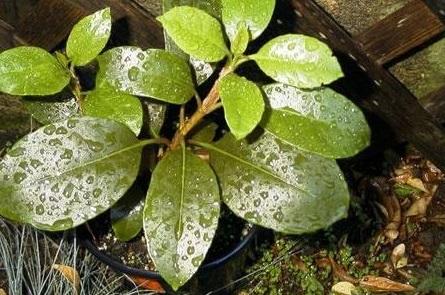 Hydrangea Species, Evergreen Hydrangea