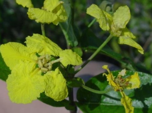 Butterfly Vine