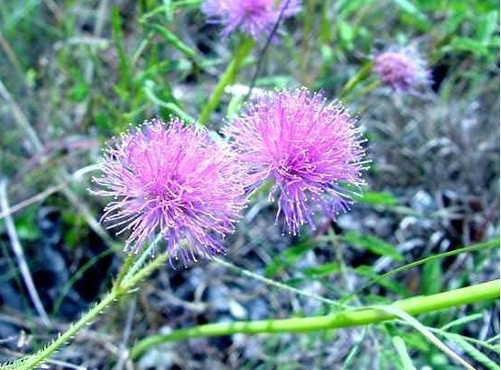 Mimosa Species, Cats Claw, Nuttalls Sensitive Briar