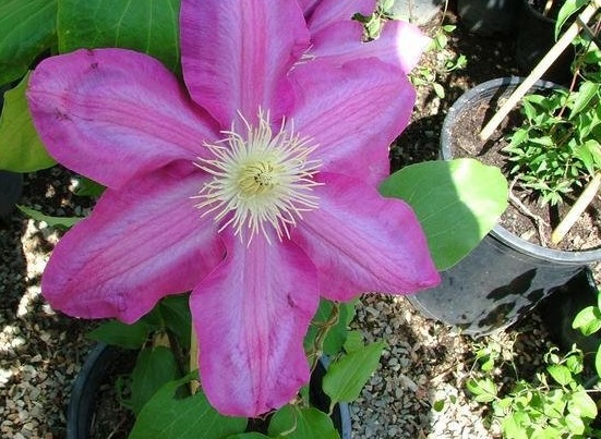 Clematis, Early Large-flowered Clematis Poulvo