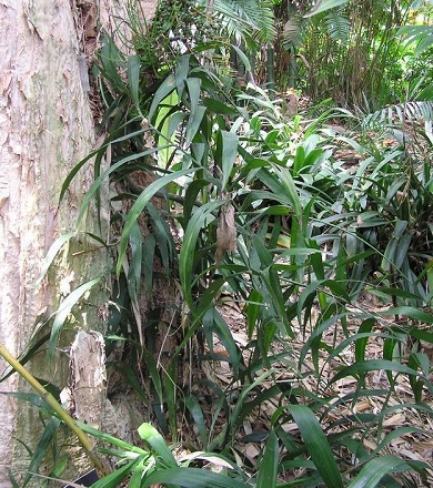 Chamaedorea Species, Climbing Chamaedorea, Palm