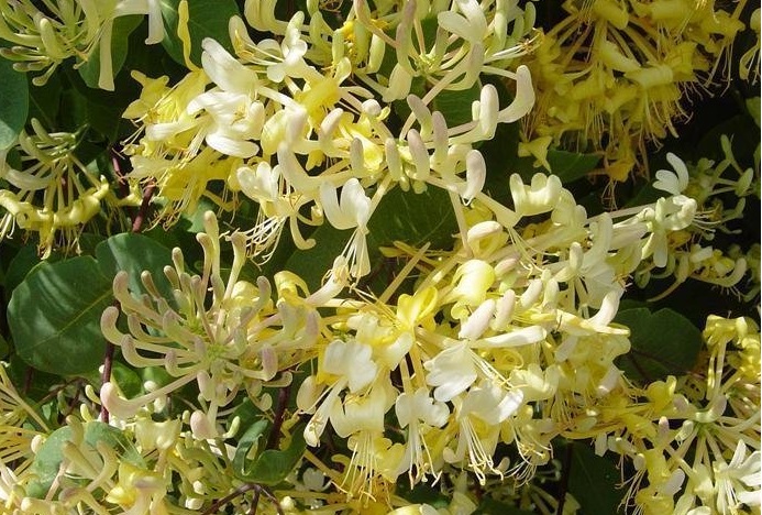 Lonicera Species, Etruscan Honeysuckle