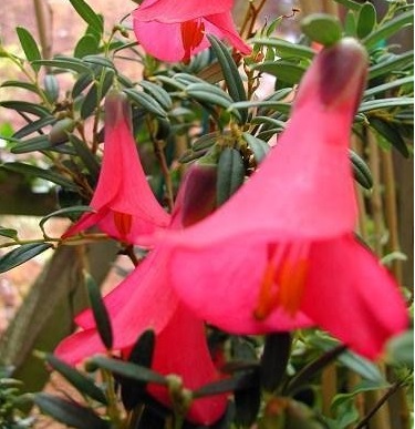 Philesia Species, Austral Bellflower, Chilean Bellflower