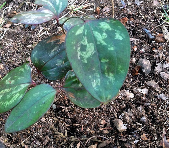 Smilax Species, Cat Greenbrier, Catbriar, Wild Sarsaparilla Vine