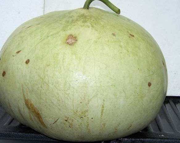 Hard-shelled Gourd Bushel Basket