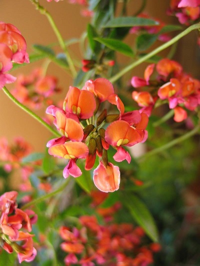 Kennedia Species, Coral Vine