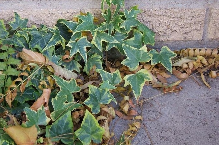 English Ivy, Common Ivy Yellow Ripple