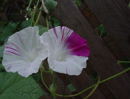Tall Morning Glory Pink Shibouri