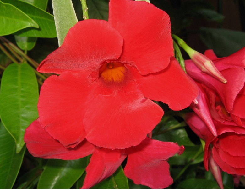 Mandevilla Hybrid Sun Parasol Giant Crimson
