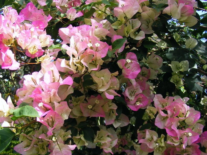 Bougainvillea Bambino Majik