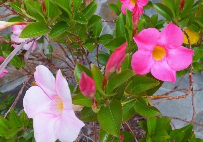 Mandevilla Hybrid Sun Parasol Pretty Pink