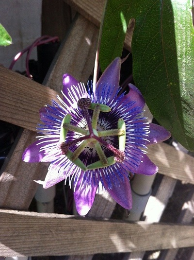 Passiflora Hybrid, Passion Flower, Passion Vine
