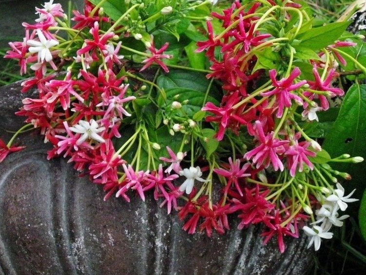 Double Rangoon Creeper, Drunken Sailor Double