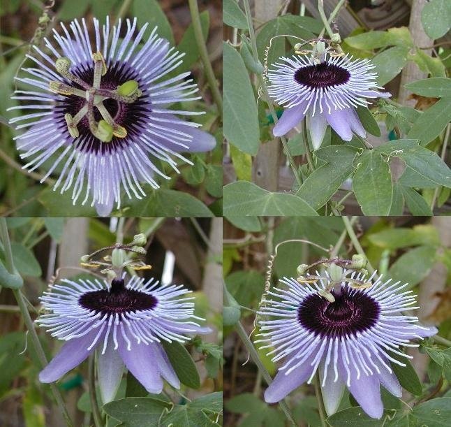 Passiflora, Passion Flower, Passion Vine Blue Bouquet