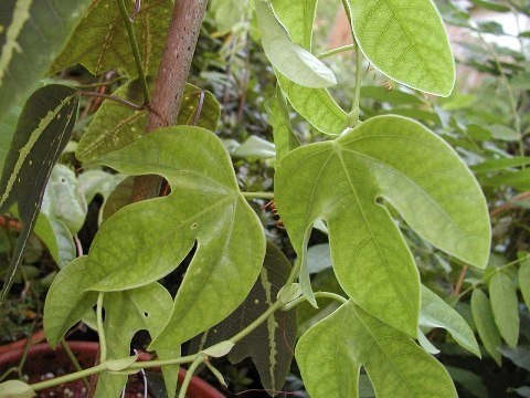 Passiflora Species, Red Passion Flower, Passion Vine