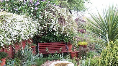 Clematis Species, Anemone Clematis, Himalayan Clematis, Virgins Bower