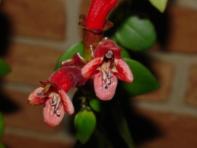 Aeschynanthus Species, Basket Vine, Lipstick Plant