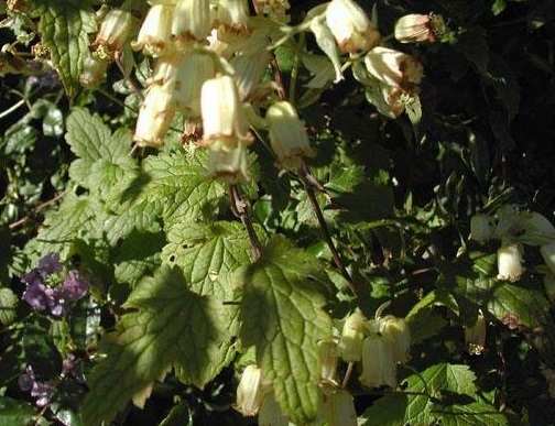 Clematis Species, Cowslip Scented Clematis