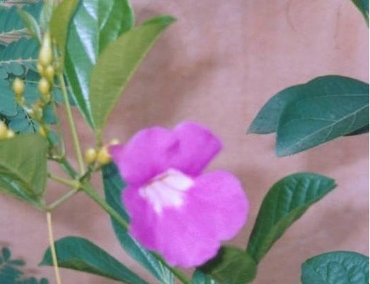 Bignonia Species, Glowvine, Purple Bignonia