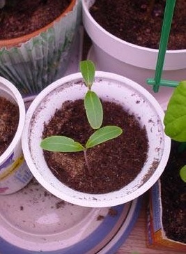 Cryptostegia Species, Madagascar Rubbervine