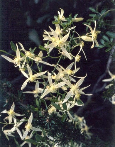 Clematis Species, Small-leaved Clematis
