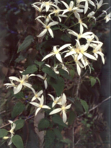 Clematis Species, Western Clematis