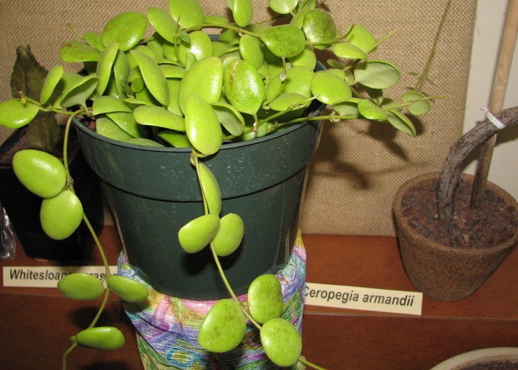Hoya Species, Wax Plant, Porcelain Flower