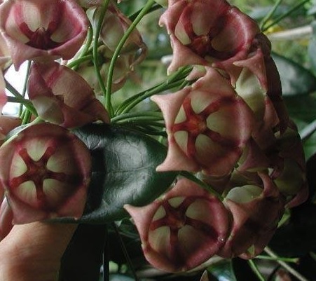 Hoya, Wax Plant, Porcelain Flower