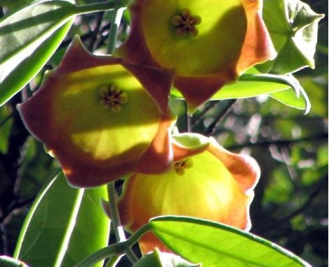 Eriostemma Species, Hoya, Wax Plant, Porcelain Flower