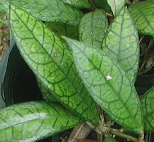 Hoya, Wax Plant, Porcelain Flower Nova